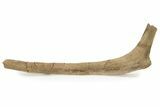 Hadrosaur (Edmontosaurus) Rib Bone - Wyoming #263717-1